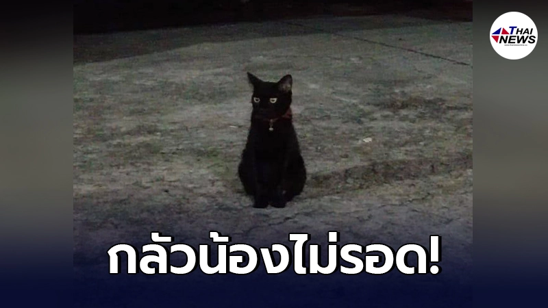 สาวทำใจไม่ไหว เพื่อนบ้านย้ายที่อยู่ ไม่ยอมเอาแมวไปด้วย