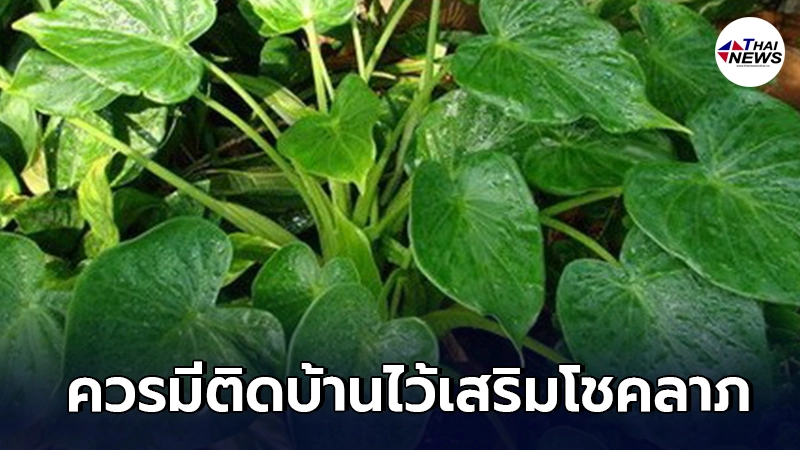 ต้นไม้มงคลเสริมดวง เสริมโชค ปลูกติดบ้านไว้ชีวิตราบรื่น ต้นไม้มงคลเสริมดวง เสริมโชค ปลูกติดบ้านไว้ชีวิตราบรื่น
