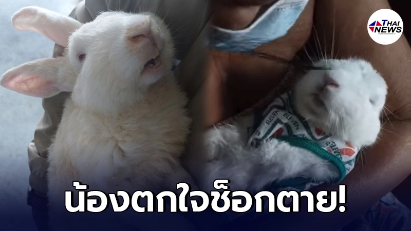 เจ้าของสุดเศร้า! โรงงานหมิงตี้ระเบิดสนั่น ทำกระต่ายที่เลี้ยงไว้ช็อกตาย