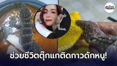 วินาทีสาวสวยน้ำใจงามช่วยชีวิต"ตุ๊กแกติดกาวดักหนู" เช็ดสะอาดดั่งลูกรัก วินาทีสาวสวยน้ำใจงามช่วยชีวิต"ตุ๊กแกติดกาวดักหนู" เช็ดสะอาดดั่งลูกรัก