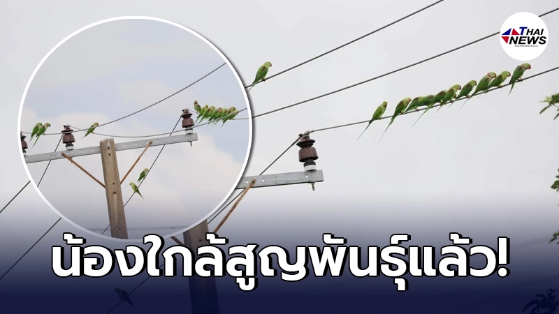 เตือนชาวบ้าน พบเห็น "นกแก้วในวัด" อย่าทำร้ายน้อง โปรดช่วยเมตตา เตือนชาวบ้าน พบเห็น "นกแก้วในวัด" อย่าทำร้ายน้อง โปรดช่วยเมตตา