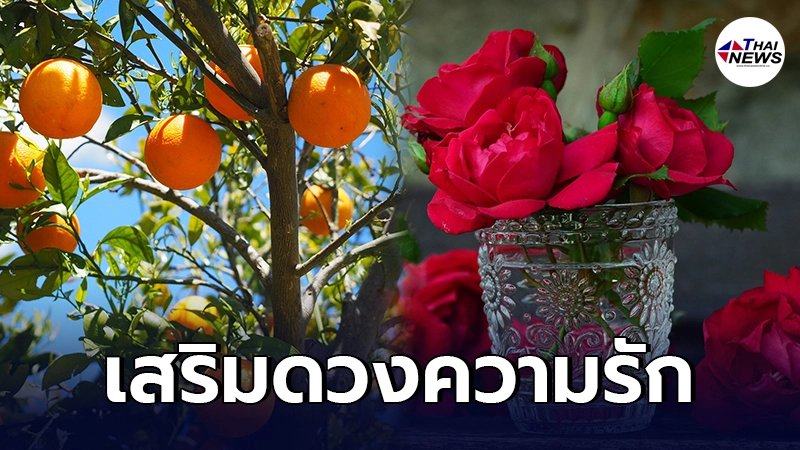 เผย 7 ต้นไม้ เสริมดวงด้านความรัก ไม่ว่าคนโสด หรือมีคู่ ก็หามาปลูกได้