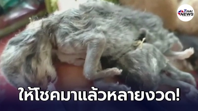 "แมวแฝด" ตัวติดกัน 2 หัว 8 ขา เจ้าของเผย ตัวแม่ให้โชคมาแล้วหลายงวด