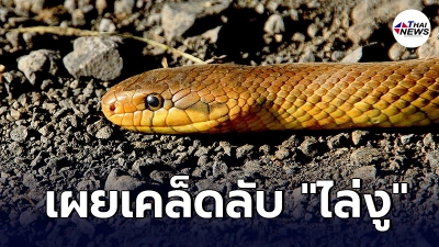 เผยเคล็ดลับวิธีป้องกัน งู เข้าบ้าน โดยไม่เสี่ยงอันตราย