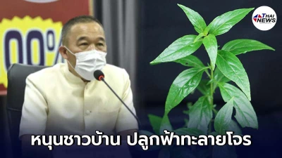 พ่อเมืองเพชรบูรณ์ หนุนชาวบ้าน ปลูกฟ้าทะลายโจรไว้กินป้องกันโควิด-19 พ่อเมืองเพชรบูรณ์ หนุนชาวบ้าน ปลูกฟ้าทะลายโจรไว้กินป้องกันโควิด-19