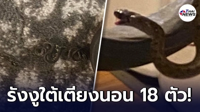 สาวต่างชาติขนลุก เจอรังงูใต้เตียงนอน เลื้อยยั้วเยี้ยเป็นครอบครัว 18 ตัว