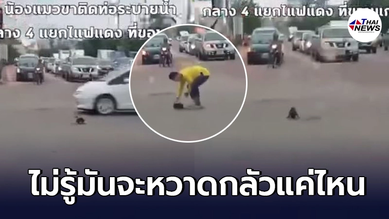 แมวเคราะห์ร้ายขาติดฝาท่อกลาง 4 แยก รถขับไปมาไม่มีคันไหนหยุดช่วย แมวเคราะห์ร้ายขาติดฝาท่อกลาง 4 แยก รถขับไปมาไม่มีคันไหนหยุดช่วย