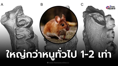 นักวิทย์ฯ ค้นพบฟอสซิล "สัตว์ฟันแทะ" สายพันธุ์ใหม่ มีน้ำหนักมากกว่า หนู 2 เท่า