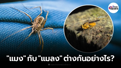 เปรียบเทียบความต่าง ระหว่าง "แมง" กับ "แมลง" ไม่เหมือนกันอย่างไร