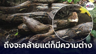 เผยจุดสังเกต ข้อแตกต่าง "งูเหลือม" กับ "งูหลาม" มองที่หัวก่อนเป็นอันดับแรก