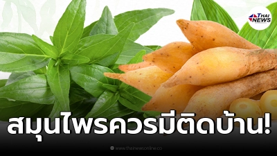 3 สมุนไพรไทย ที่ควรมีติดบ้านไว้ให้อุ่นใจ