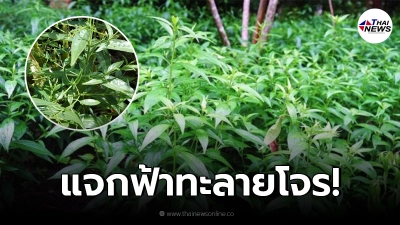 เปิดลงทะเบียน แจกฟ้าทะลายโจร จัดส่งฟรีทางไปรษณีย์ เปิดลงทะเบียน แจกฟ้าทะลายโจร จัดส่งฟรีทางไปรษณีย์