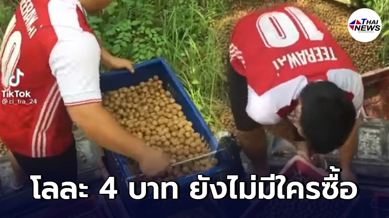 น้ำตาชาวสวนลำไย ต้องตัดใจเททิ้ง หลังเหลือโลละ 4 บาท น้ำตาชาวสวนลำไย ต้องตัดใจเททิ้ง หลังเหลือโลละ 4 บาท