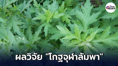 นักวิจัยสหรัฐ เผยผลวิจัย โกฐจุฬาลัมพา สมุนไพรไทย สามารถต้านเชื้อโควิด-19