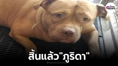 สิ้นแล้ว"ภูริดา"พิตบูลแสนรักของ เจ๊หงษ์ หลังเคยเกิดเป็นดราม่าสนั่น สิ้นแล้ว"ภูริดา"พิตบูลแสนรักของ เจ๊หงษ์ หลังเคยเกิดเป็นดราม่าสนั่น