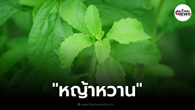 "หญ้าหวาน" สารให้ความหวาน กินแล้วไม่อ้วนจริงหรือ