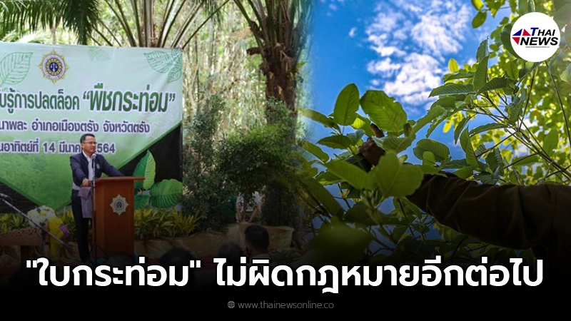 เคาะวันแล้ว สิ้นเดือนนี้ปลดล็อก"ใบกระท่อม" ไม่ผิดกฎหมายอีกต่อไป