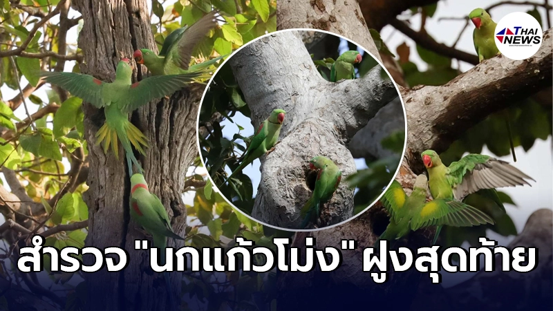 สำรวจ "นกแก้วโม่ง" ฝูงสุดท้ายวัดสวนใหญ่ นนทบุรี ร่วมหาแนวทางอนุรักษ์