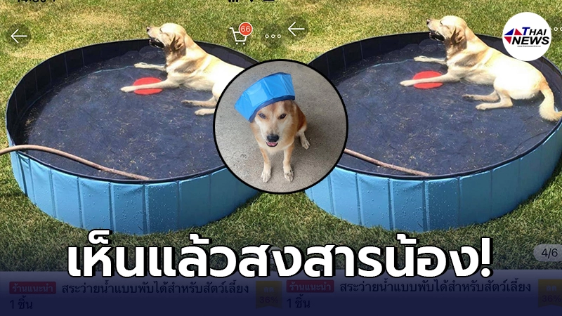 สาวฝันสลาย สั่งสระว่ายน้ำ ให้น้องหมาแสนรัก ในร้านออนไลน์ ก่อนสินค้ามาส่ง สาวฝันสลาย สั่งสระว่ายน้ำ ให้น้องหมาแสนรัก ในร้านออนไลน์ ก่อนสินค้ามาส่ง