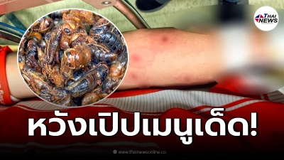 แรงงานไทยในไต้หวัน พลาดท่า "รมควันรังต่อ" หวังเอาตัวอ่อนมาทำเมนูเด็ด