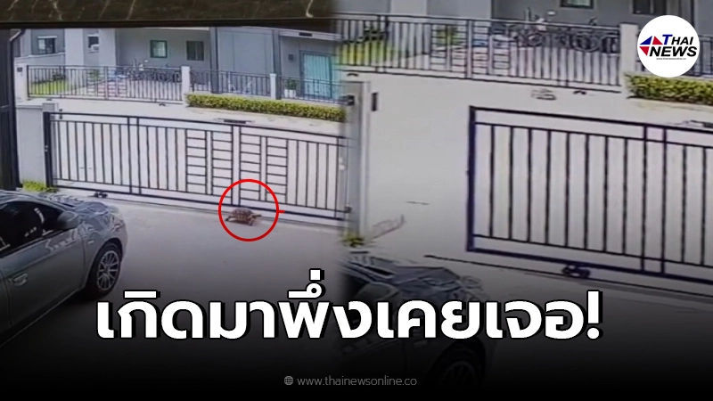 สาวแปลกใจ เลี้ยงเต่าบกไว้ในบ้าน เห็นอีกทีอยู่ข้างนอก ทั้งที่ปิดประตูไว้ สาวแปลกใจ เลี้ยงเต่าบกไว้ในบ้าน เห็นอีกทีอยู่ข้างนอก ทั้งที่ปิดประตูไว้