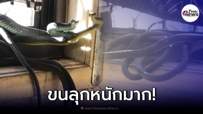 ขนลุก กองทัพงูแห่ขึ้นบ้าน ยึดห้องเป็นรัง ชูคอเยาะเย้ยเจ้าของบ้าน