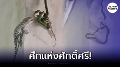 ตุ๊กแก ปะทะ งูเขียว สู้กันเดือด งานนี้ใครจะชนะ
