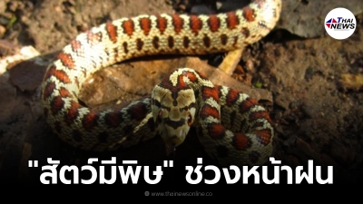 กรมอนามัย แนะวิธีป้องกัน "สัตว์มีพิษ" ช่วงหน้าฝน เสี่ยงอันตราย