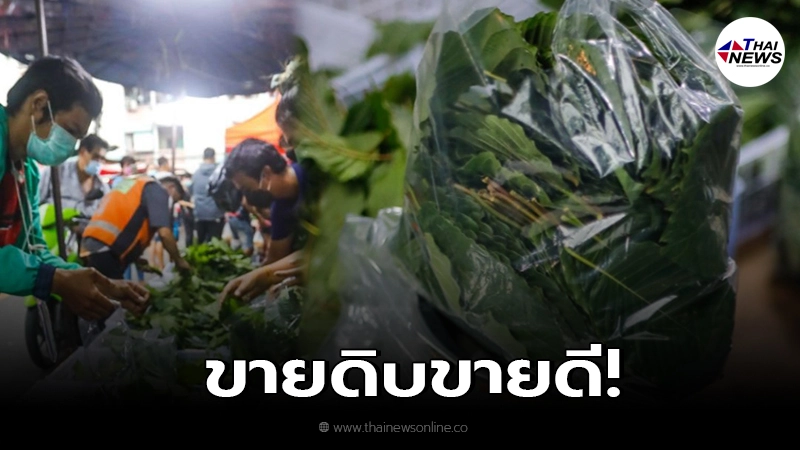 ชาวบ้านรุมซื้อ "ใบกระท่อม" ตลาดดินแดง บอกเลยราคาไม่ธรรมดา ชาวบ้านรุมซื้อ "ใบกระท่อม" ตลาดดินแดง บอกเลยราคาไม่ธรรมดา