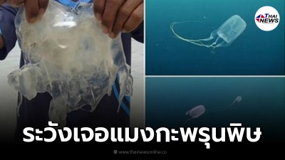 กรมควบคุมโรค เตือน ประชาชนเล่นน้ำทะเลช่วงหน้าฝน เสี่ยงเจอแมงกะพรุนพิษ