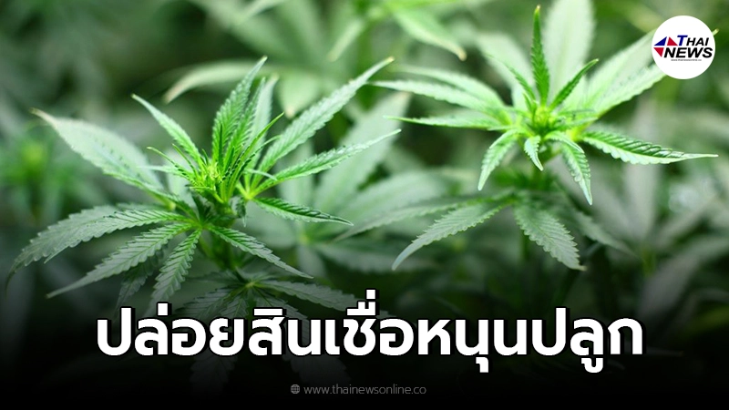 ธ.ก.ส. ปล่อยสินเชื่อหนุนปลูกกัญชา ดอกเบี้ยต่อปีแค่ 0.01% ธ.ก.ส. ปล่อยสินเชื่อหนุนปลูกกัญชา ดอกเบี้ยต่อปีแค่ 0.01%