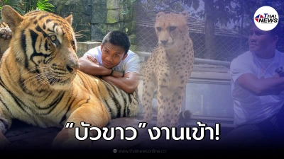 งานเข้า "บัวขาว" หลังถ่ายรูปกับเสือ แต่กลับโดนแฟนมวยวิจารณ์สนั่น งานเข้า "บัวขาว" หลังถ่ายรูปกับเสือ แต่กลับโดนแฟนมวยวิจารณ์สนั่น
