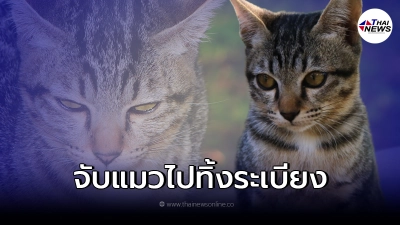 เจ้าของเครียดหนัก เจอญาติจับแมวทิ้งระเบียง มาดูอีกทีงานเข้า
