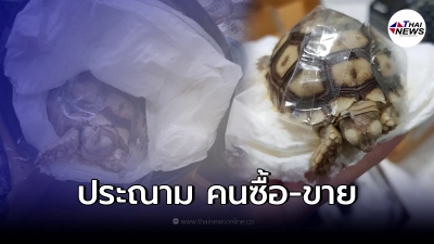 ชาวเน็ตแห่วิจารณ์ คนขายเต่า ใช้วิธีขนส่งสุดทรมาน ชาวเน็ตแห่วิจารณ์ คนขายเต่า ใช้วิธีขนส่งสุดทรมาน