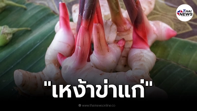 หน้าฝนต้องระวัง "เหง้าข่าแก่" ตัวช่วยรักษาโรคน้ำกัดเท้า
