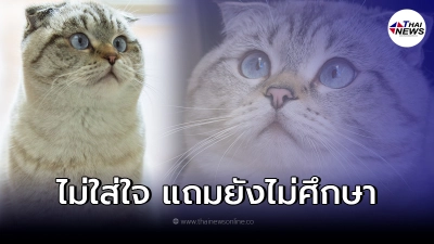 สมาคมแมว ซัดเดือด คนไทยอยากเลี้ยงแมวพันธุ์ดูแลยาก แต่ขาดความรู้ สมาคมแมว ซัดเดือด คนไทยอยากเลี้ยงแมวพันธุ์ดูแลยาก แต่ขาดความรู้