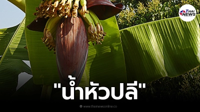 "น้ำหัวปลี" ช่วยเพิ่มน้ำนมให้กับคุณแม่หลังคลอด จริงหรือ