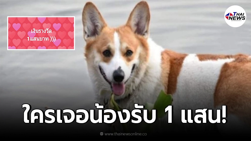 สาวโพสต์ประกาศตามหาสุนัขหาย ใครพบเจอมีเงินรางวัลให้ 1 แสน สาวโพสต์ประกาศตามหาสุนัขหาย ใครพบเจอมีเงินรางวัลให้ 1 แสน