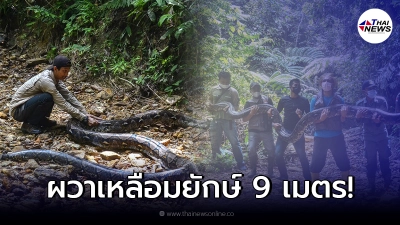 ชาวบ้านอินโดผวา พบเหลือมยักษ์ 9 เมตร หนักกว่า 100 โล คาดอายุไม่ต่ำกว่า 30 ปี