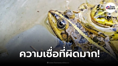 เตือนภัย! อย่าใช้ "กบ" รักษาแผลตามความเชื่อ เสี่ยงอันตราย เตือนภัย! อย่าใช้ "กบ" รักษาแผลตามความเชื่อ เสี่ยงอันตราย