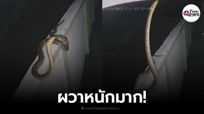 เจ้าของบ้านผวา เหลือมยักษ์เลื้อยบนกำแพง ชูคอหวังขึ้นหลังคา เก่งเกินไปแล้ว เจ้าของบ้านผวา เหลือมยักษ์เลื้อยบนกำแพง ชูคอหวังขึ้นหลังคา เก่งเกินไปแล้ว