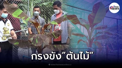 หนุ่มทำกรง กล้วยด่างแดงอินโด กันขโมย หลังมีคนขอซื้อ 4 ล้าน แต่ไม่ขาย