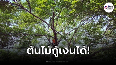"ต้นไม้กู้เงินได้"เปิดรายชื่อ58ชนิดไม้ยืนต้น ใช้ค้ำประกันสินเชื่อได้ "ต้นไม้กู้เงินได้"เปิดรายชื่อ58ชนิดไม้ยืนต้น ใช้ค้ำประกันสินเชื่อได้