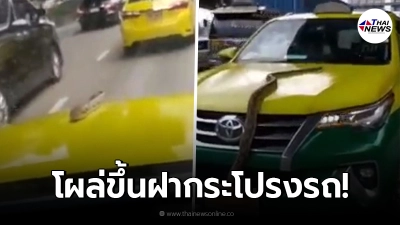 แท็กซี่สุดระทึก เหลือมยักษ์ใจกล้า โผล่ขึ้นฝากระโปรง ขณะวิ่งอยู่กลางถนน