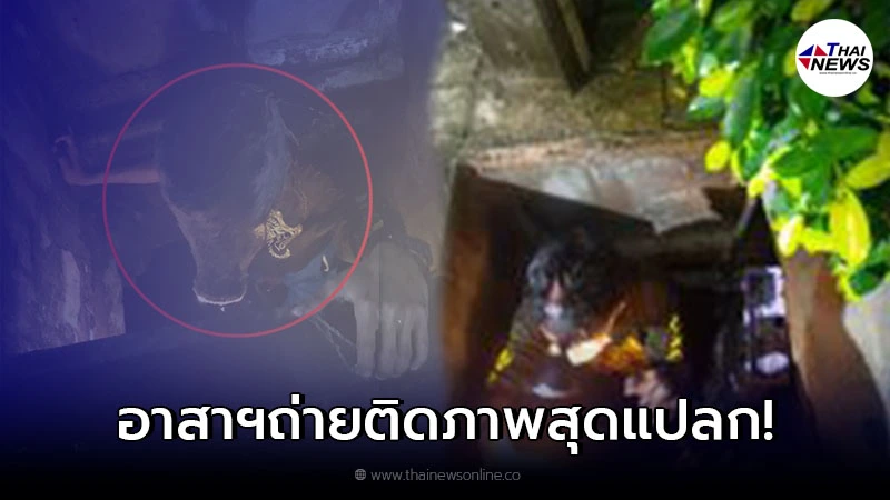 เจ้าหน้าที่อาสา ถ่ายติดภาพสุดแปลก หลังลงไปช่วยแมวติดท่อ เจ้าหน้าที่อาสา ถ่ายติดภาพสุดแปลก หลังลงไปช่วยแมวติดท่อ