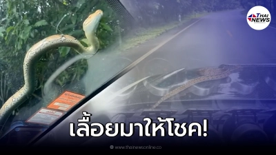 หนุ่มผวา งูโผล่เลื้อยบนกระจกรถกลางถนน เชื่อมาให้โชค หลังไปทำบุญวัดพระธาตุ หนุ่มผวา งูโผล่เลื้อยบนกระจกรถกลางถนน เชื่อมาให้โชค หลังไปทำบุญวัดพระธาตุ