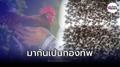 สาวสุดกลุ้ม เพื่อนบ้านทำฟาร์มเลี้ยงไก่ แมลงวันยกโขยงมาเป็นกองทัพ!
