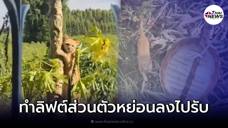 เจ้าของทำลิฟต์ส่วนตัวหย่อนลงไปรับน้องแมวกลับบ้าน