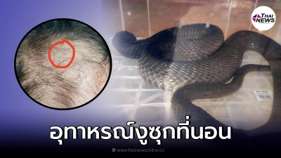อุทาหรณ์เตือนภัย เด็ก 2 ขวบ ถูกงูพิษซุกตัวในที่นอน  ฉกหัว  หลังพลิกตัวไปนอนทับ