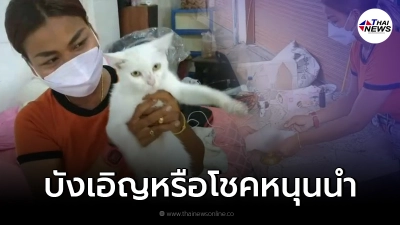 "ลูกแมวตาเดียว" หลังคลอดเกิดเหตุบังเอิญทันที เจ้าของรีบนำใส่พาน "ลูกแมวตาเดียว" หลังคลอดเกิดเหตุบังเอิญทันที เจ้าของรีบนำใส่พาน